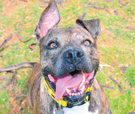 Pet of the Week